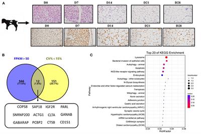 Transcriptome-based selection and validation of optimal reference genes in perirenal adipose developing of goat (Capra hircus)